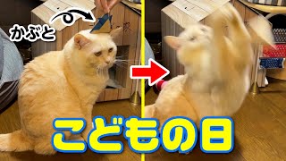 ボス猫にこどもの日のお祝いをしたら「子ども扱いするニャ!」と怒られました