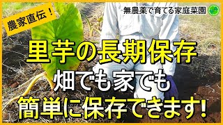 【里芋栽培】4つの保存方法を詳しく解説！【有機農家直伝！無農薬で育てる家庭菜園】　23/11/4