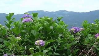 山と紫陽花・秩父美の山