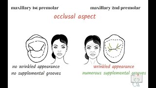 Differences between Maxillary 1st & 2nd Premolar