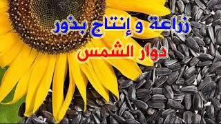 زراعة وانتاج بذور دوار الشمس ( عبّاد الشمس ) | من الزراعة للحصاد