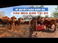 Bí quyết chăn nuôi bò hiệu quả nhất vào mùa khô tại Úc