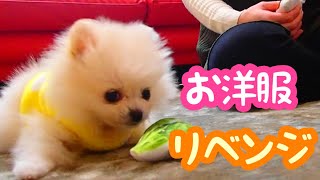 [part2] Can you Put on Clothes ?? | For The First Time In Forever | Mini Pomeranian Puppy