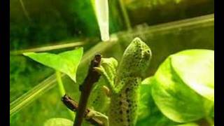 Flap-neck chameleon Drinking 噴點變色龍 飲水