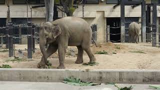 ゾウとバナナの茎葉20230331/Elephant eating banana stems and leaves donated by Kyoto Hananari Banana.