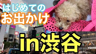 【天使の寝顔】トイプードルの子犬の初めてのお出かけ！in渋谷【vlog】