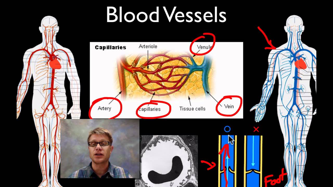 Circulatory System - Lessons - Blendspace