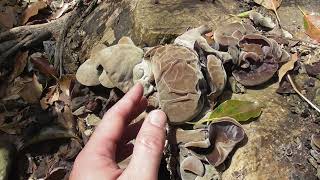 【高松市】天然のきくらげ？ wood ear mushroom