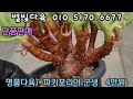 22.08.29 별빛다육 명품다육 마리아금 레드다이아몬드 환엽캐빈카이져 특가판매 귀품다육 레드다이아몬드펄금 핑크샴페인 브레이브철화 2천원다육 succulent 肉质植物