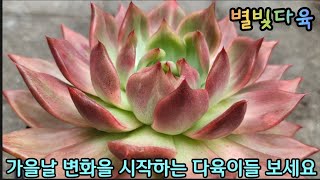 22.08.29#별빛다육#명품다육(마리아금)#레드다이아몬드#환엽캐빈카이져#특가판매#귀품다육(레드다이아몬드펄금)#핑크샴페인#브레이브철화#2천원다육#Succulent#肉质植物