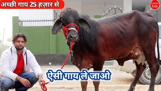 25 हज़ार में अच्छी गाय 👌 5 Sahiwal Cholistani Tharparkar Cow ✅ रामदेव डेयरी फार्म 👍 Desi Cow Videos