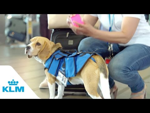 Una aerolínea usa perros para devolver objetos perdidos a sus dueños