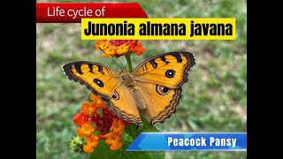 Butterfly life cycle of Junonia almana javana ( Peacock Pansy )#butterfly #butterflylifecycle