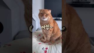 알랑방귀는 어떻게 뀌는 건가요?! #shorts #고양이 #고양이일상