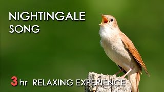 Download Lagu BEST NIGHTINGALE SONG 3 Hours REALTIME Nightingale... MP3 Gratis