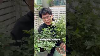 室内养花这四种花最好别买 养花最重要的就是你的环境，合适才是最好的#养花小知识 #盆栽 #种植小技巧 #花卉绿植 #买花