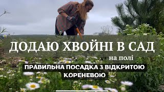 Додаю ХВОЙНІ РОСЛИНИ з відкритою кореневою/ ПРАВИЛА ПОСАДКИ🌲 #сад #садівник #garden