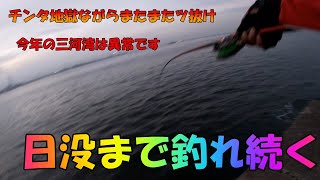 クロダイ落とし込み三河湾2020 .10.28　 Japan black sea bream fishing