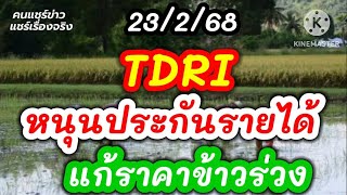 TDRI หนุนประกันรายได้ แก้ปัญหาราคาข้าวร่วง