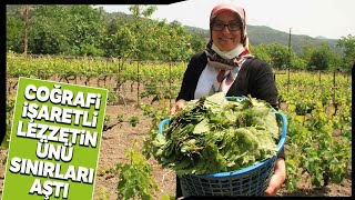 Tokat'ın Narince Bağ Yaprağı Avrupa Ülkelerinden Talep Görüyor