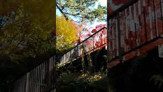 愛知県瀬戸市岩屋堂公園☺️🍁🌰🍂🌾🍠🏞️愛する大好きな岩屋堂🏞️今年も来年も宜しくね😉