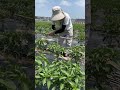 Techniques To Grow Beautiful Peppers #satisfying #shortsvideo