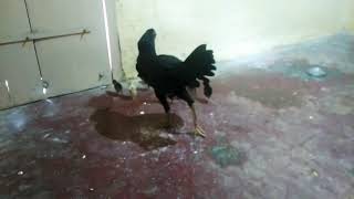 Low capital and start tha business hen farms/குறைந்த முதலில் கோழி பண்ணை