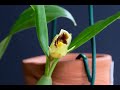 opening a flower of orchidaceae coelogyne fimbriata