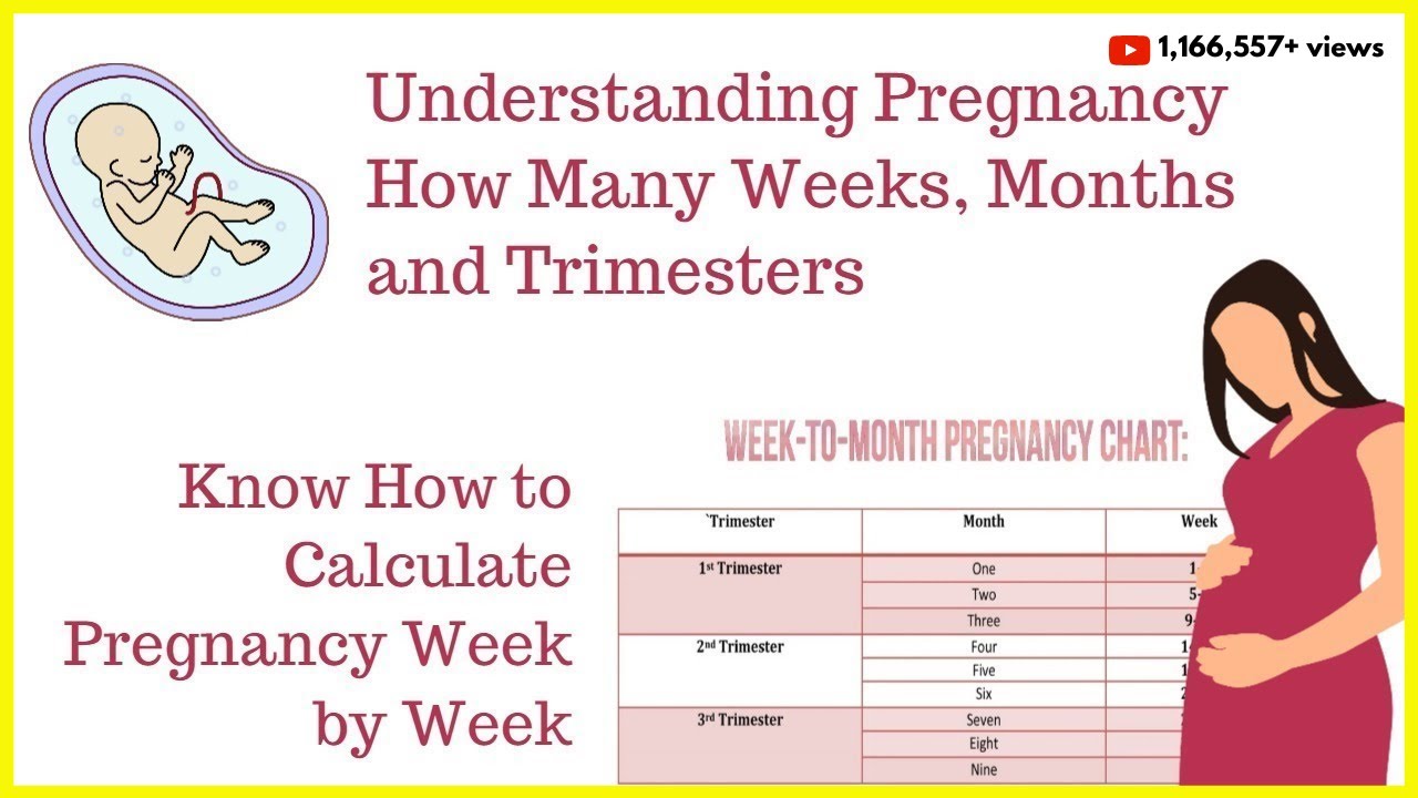 How To Count The First Month Of Pregnancy - PregnancyWalls