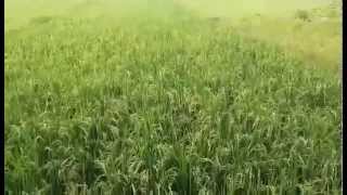 Beautiful Paddy Fields: the Beauty of Nature