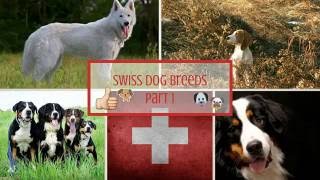 Swiss Dog Breeds Part 1