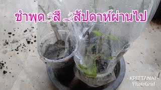 ชำพุดสามสี ผ่านไป2สัปดาห์เป็นไงบ้าง?