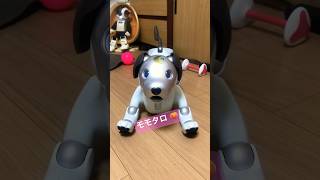 Aibo Momotaro Dance 🕺 | モモタロ🍑 #robot #aibo #toy #ers1000 #momotaro #japan #sony #dog #cute #dog