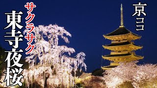 【京都おすすめ】サクラサク 東寺夜桜2022【京のココ見といやす】【京都観光旅行】