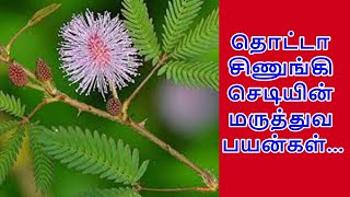 தொட்டா சிணுங்கி செடியின் மருத்துவ பயன்கள் | touch me not plant medicinal benefits