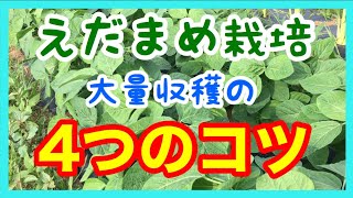 枝豆の育て方4つのコツ【開花前の摘芯・土寄せ・水やりなど】育て方の基本とコツ　家庭菜園やプランター栽培にもおすすめ