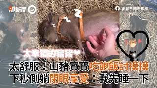 山豬寶寶吃飽飯討摸摸　下秒側躺閉眼享受｜寵物動物｜小豬