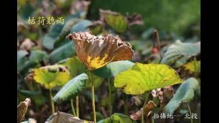 03 枯荷聽雨