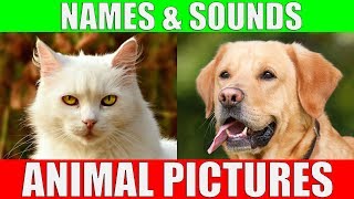 ANIMAL PICTURES for Babies - With Sounds and Names!