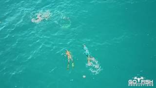 Drone Footage of Bull Shark attack on Spearfishing Team | Mavic Pro