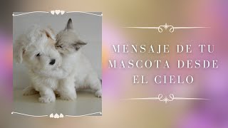 💫MENSAJE DE TU MASCOTA DESDE EL CIELO💫 I 🧙‍♀️TAROT INTERACTIVO🧙‍♀️