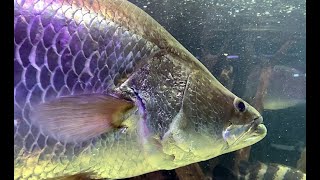 バラムンディ、バラマンディ　Barramundi　Lates calcarifer