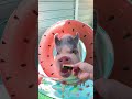 しらたまちゃん真夏の思い出🏖️ マイクロブタ ミニブタ ブタ プール micropig minipig pig pool