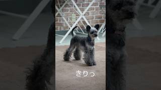 黒もしょ～ず、気持ち作りの成果を元気に走り回ろう会で確認する（Instagram Stories 2024年9月8日） #dog #dogshorts #dogs #じんきは  #jinkiha