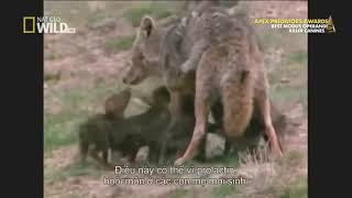 National Geographic 4K  Wild Dogs Hunting Wildebeest And eating Him Alive