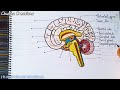 human brain diagram drawing human brain anatomy drawing easy human brain drawing