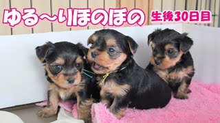 2018年3月17日生まれ・にこの三つ子ちゃん（生後30日目）