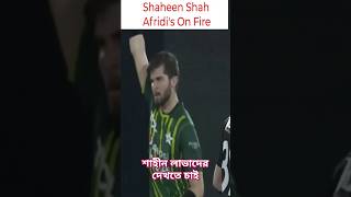 Shaheen Shah Afridi's On Fire #afridi #pakistan #cricket #shortfeed #cricketlover #shorts #short #bd