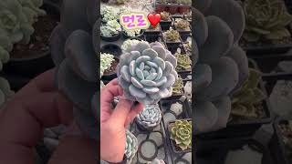 겨울이라 계속 이뻐지는 이쁜 다육들❤️ 민이네다육 #plants #succulent #cactus #국민다육 010-6863-0625