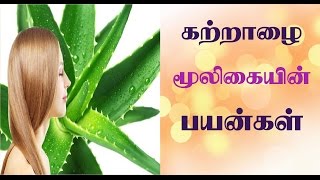 katrazhai benefits in tamil | கற்றாழை பயன்கள் | aloe vera uses in tamil